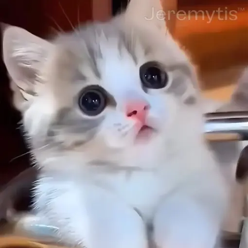 Jeremytis™ TOBY the Robot Dog LUNA the Robot Cat